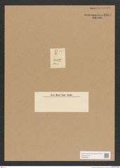 Diatomeae indet. Zeichnungen Sammlung Grunow Nr. 1694 (NHMW-BOT-W0368565)